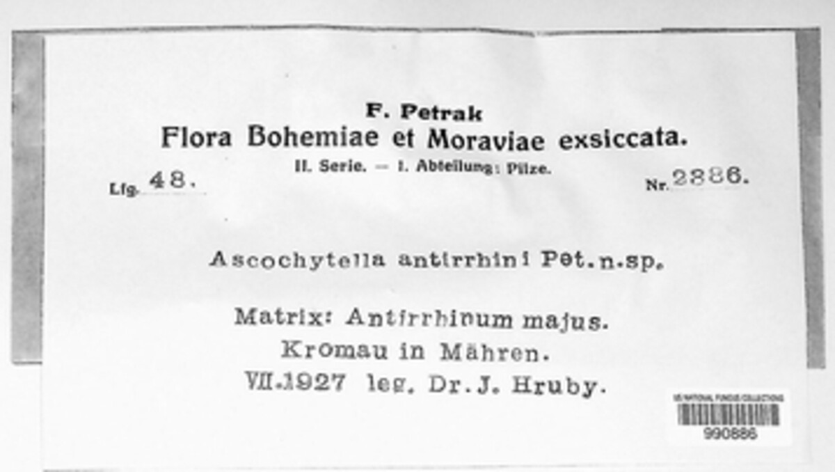 Ascochytella antirrhini image